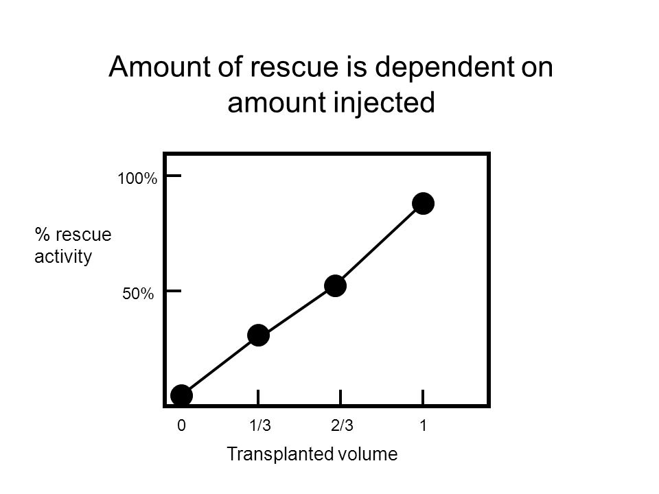 % rescue activity 01/32/31 Amount of rescue is dependent on amount injected 100% 50% Transplanted volume