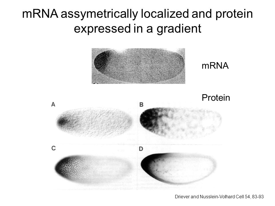 mRNA assymetrically localized and protein expressed in a gradient mRNA Protein Driever and Nusslein-Volhard Cell 54, 83-93