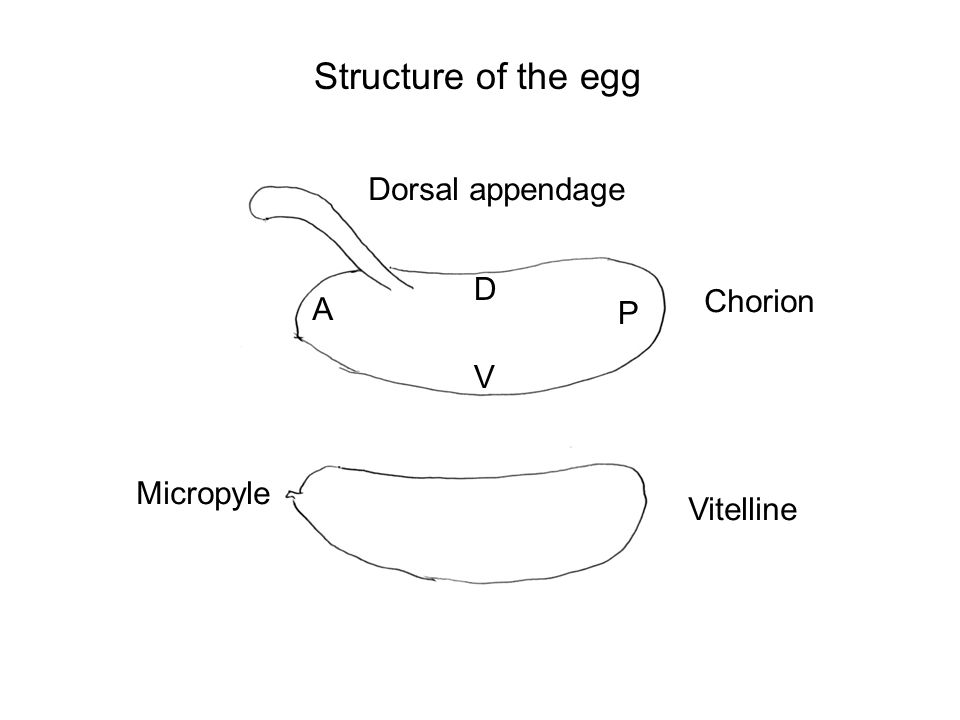 Structure of the egg Dorsal appendage Chorion Vitelline Micropyle D V A P