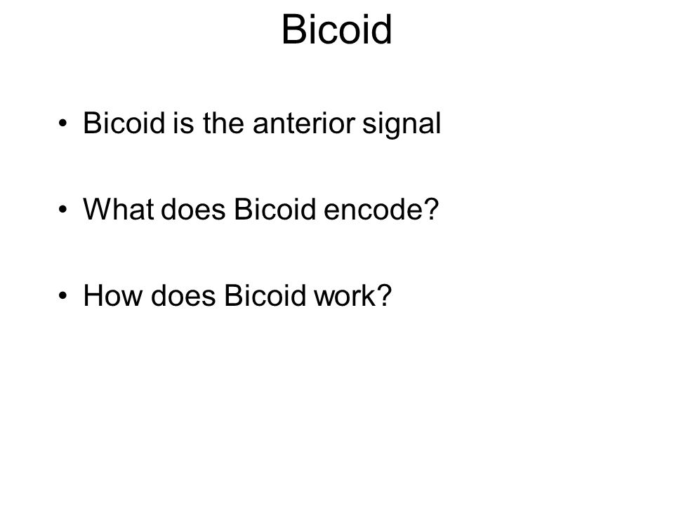 Bicoid Bicoid is the anterior signal What does Bicoid encode How does Bicoid work