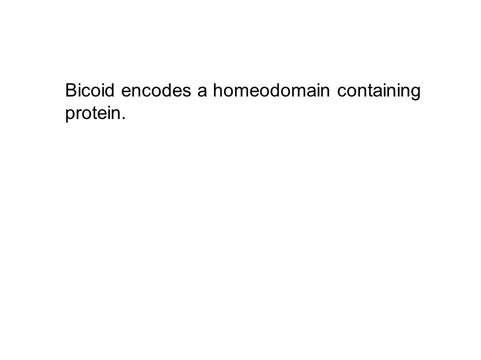 Bicoid encodes a homeodomain containing protein.