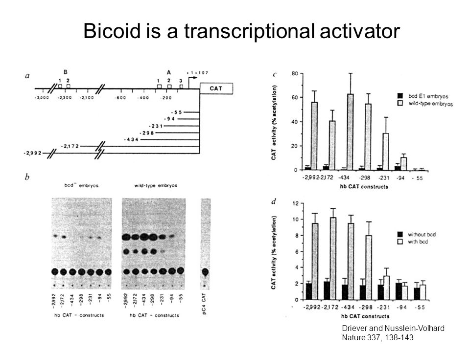Bicoid is a transcriptional activator Driever and Nusslein-Volhard Nature 337,