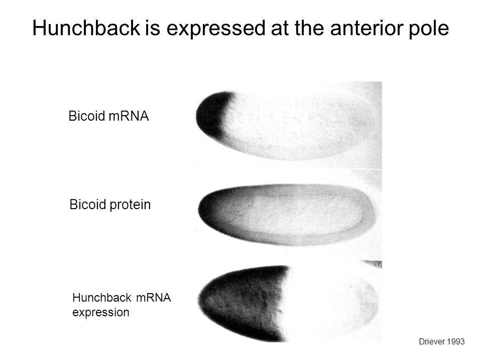 Bicoid mRNA Bicoid protein Hunchback mRNA expression Hunchback is expressed at the anterior pole Driever 1993
