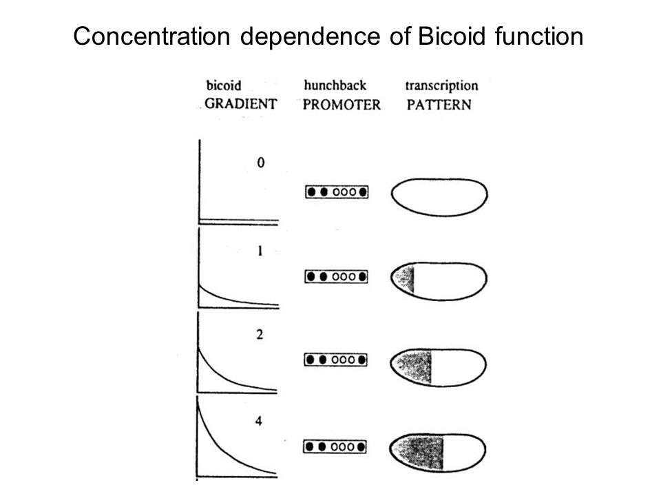 Concentration dependence of Bicoid function