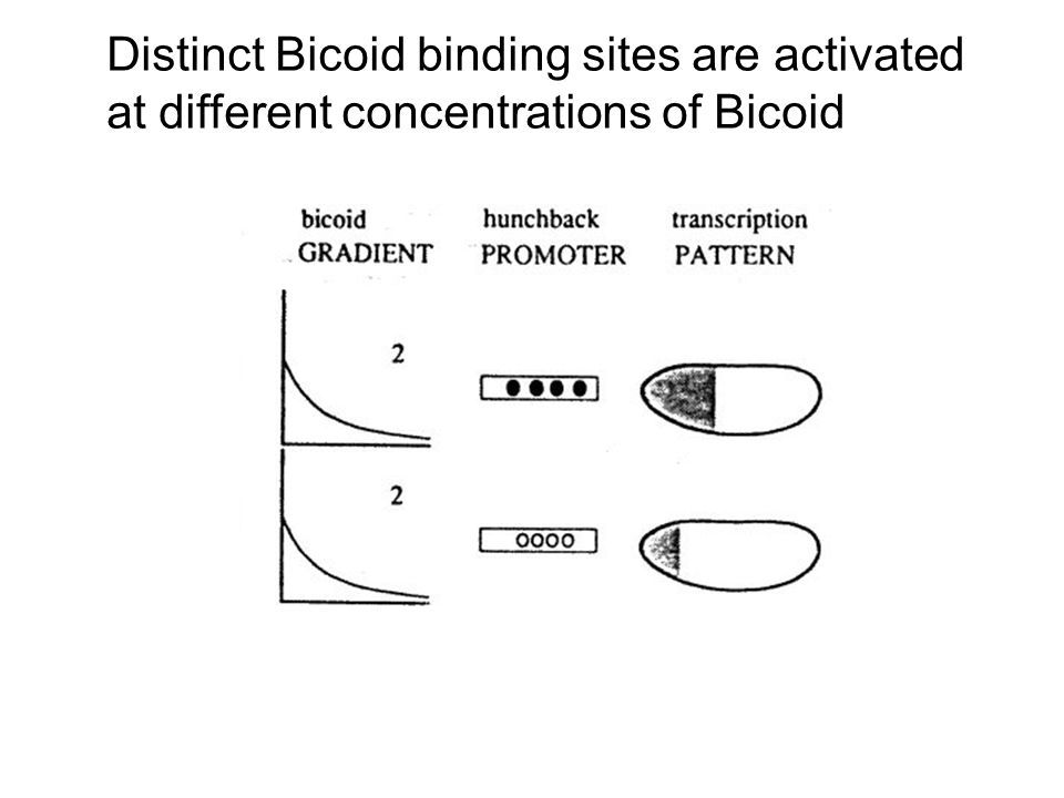 Distinct Bicoid binding sites are activated at different concentrations of Bicoid