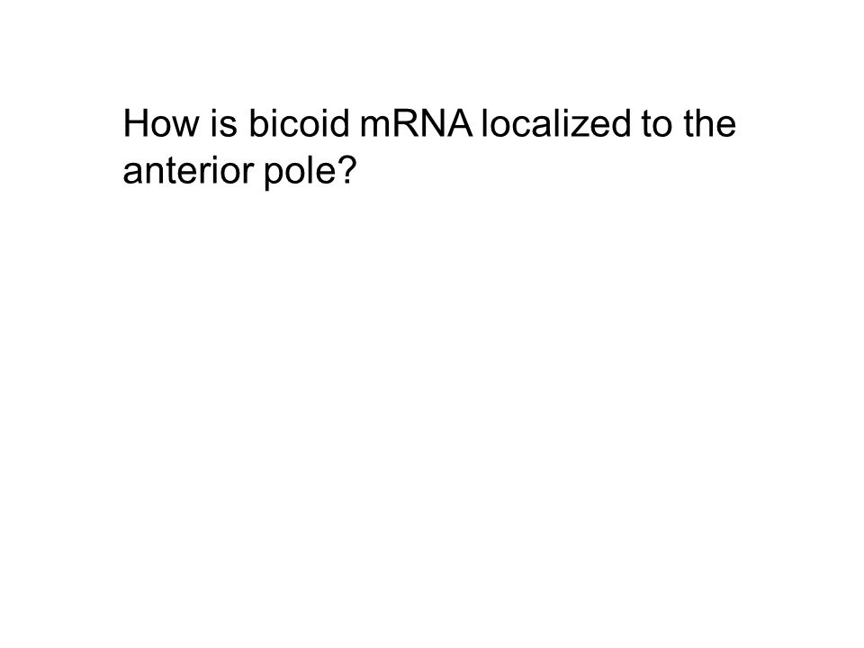 How is bicoid mRNA localized to the anterior pole