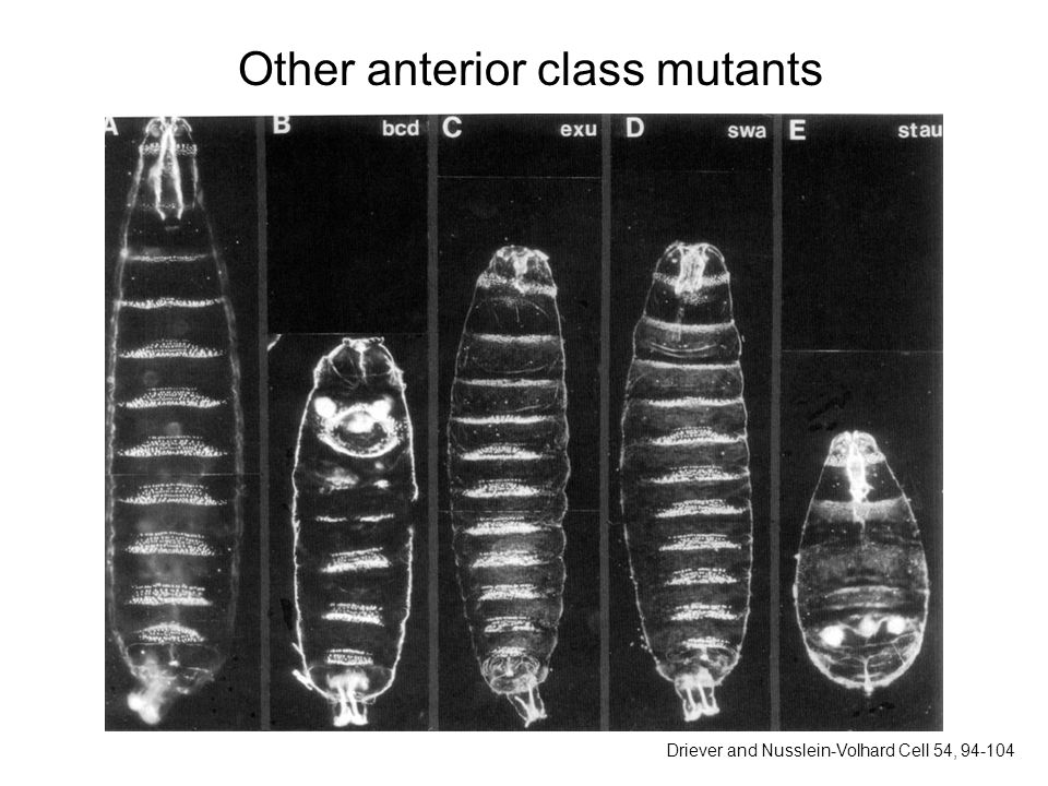 Other anterior class mutants Driever and Nusslein-Volhard Cell 54,