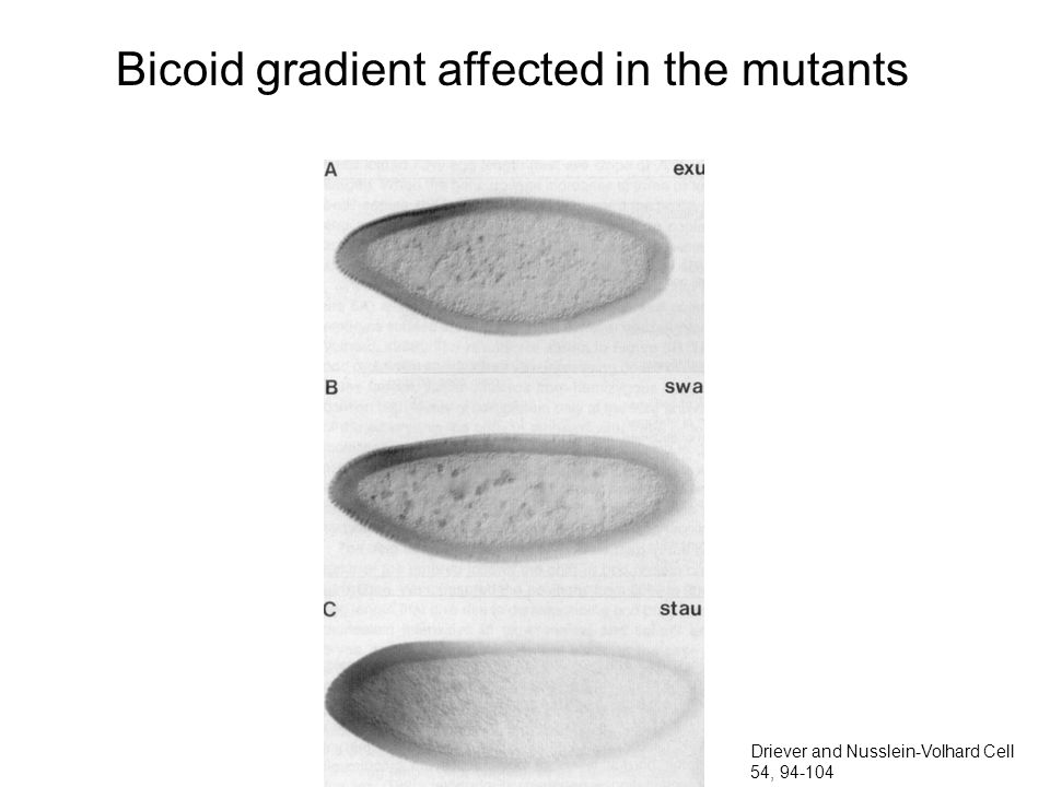 Bicoid gradient affected in the mutants Driever and Nusslein-Volhard Cell 54,