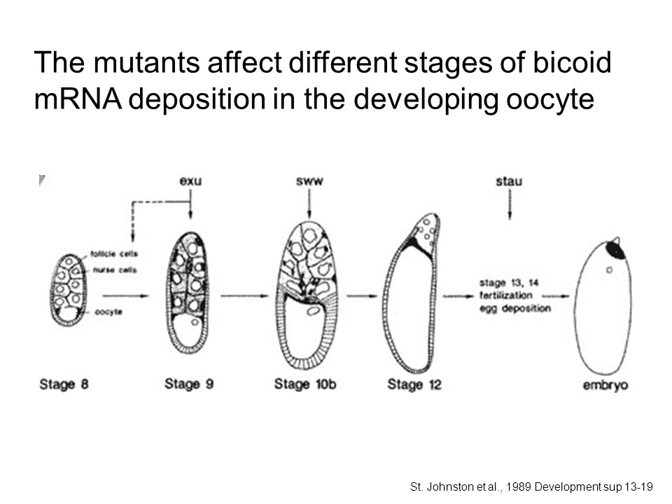 The mutants affect different stages of bicoid mRNA deposition in the developing oocyte St.