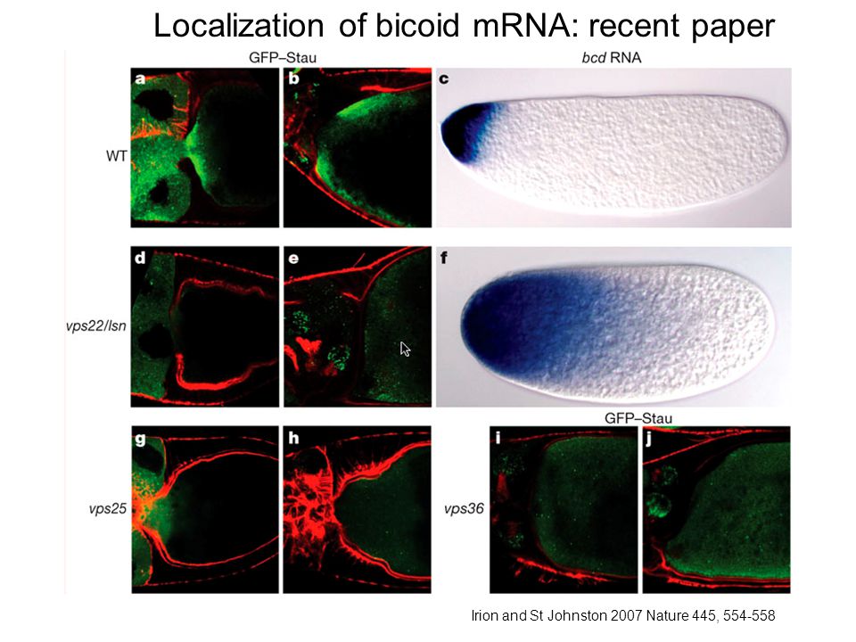 Localization of bicoid mRNA: recent paper Irion and St Johnston 2007 Nature 445,