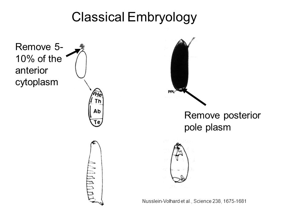 Remove posterior pole plasm Classical Embryology Remove 5- 10% of the anterior cytoplasm Nusslein-Volhard et al., Science 238,