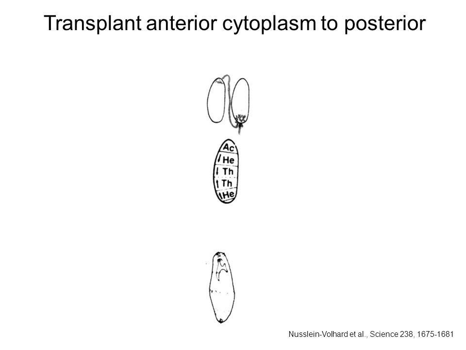 Transplant anterior cytoplasm to posterior Nusslein-Volhard et al., Science 238,