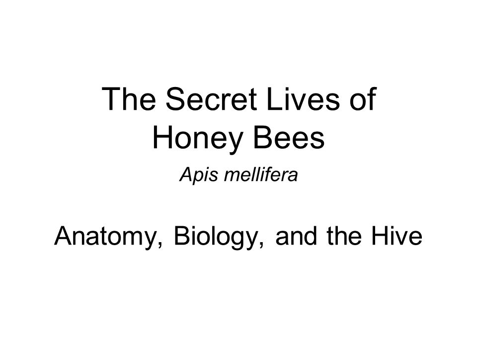 The Secret Lives of Honey Bees Apis mellifera Anatomy, Biology, and the Hive