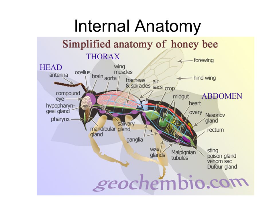 Internal Anatomy