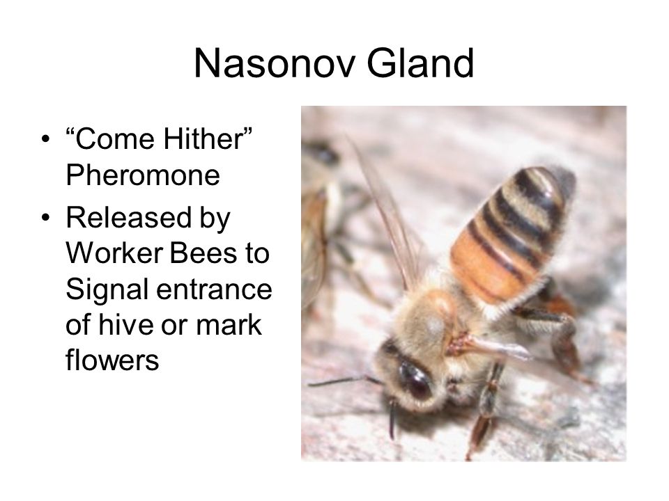 Nasonov Gland Come Hither Pheromone Released by Worker Bees to Signal entrance of hive or mark flowers