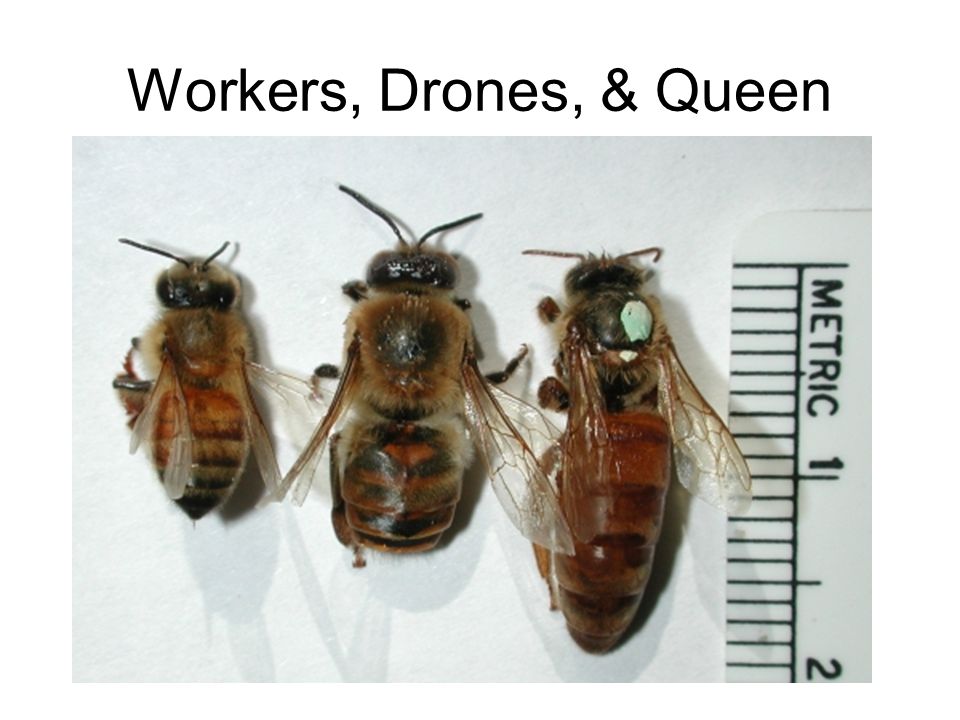 Workers, Drones, & Queen