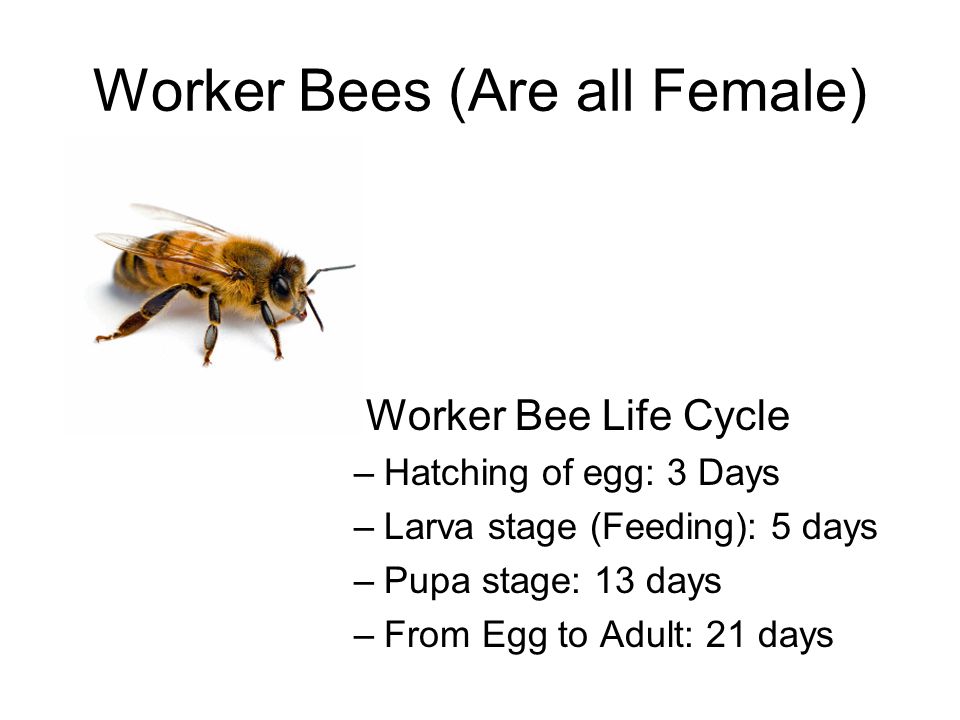 Worker Bees (Are all Female) Worker Bee Life Cycle –Hatching of egg: 3 Days –Larva stage (Feeding): 5 days –Pupa stage: 13 days –From Egg to Adult: 21 days