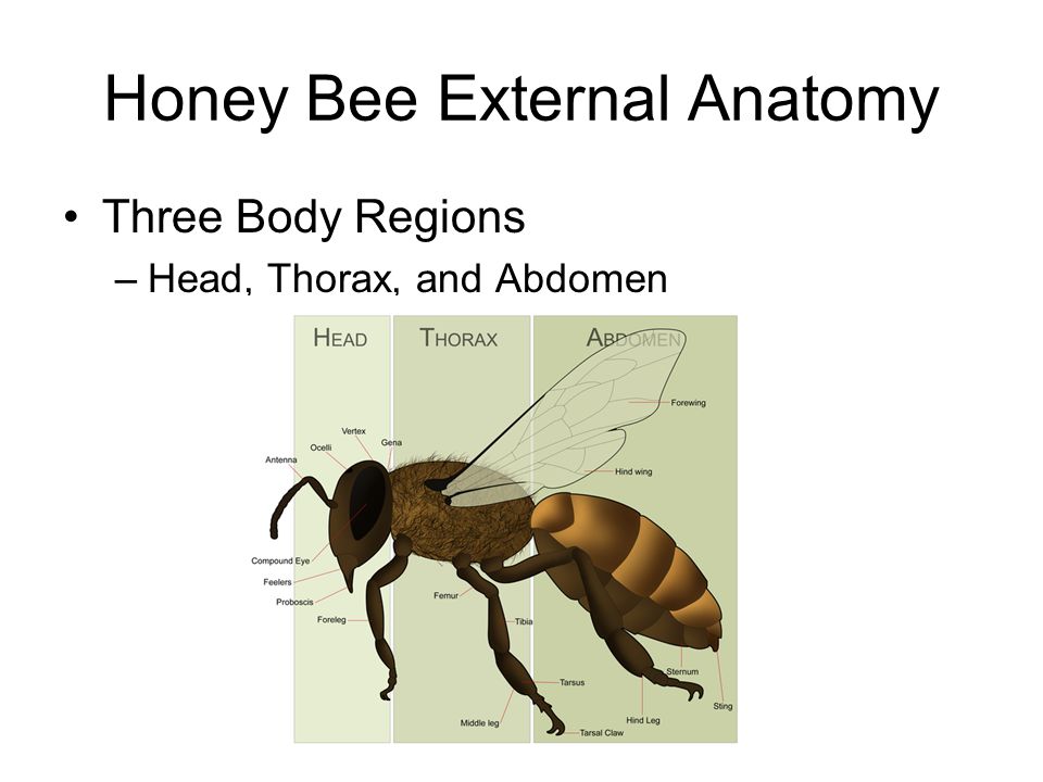 Honey Bee External Anatomy Three Body Regions –Head, Thorax, and Abdomen
