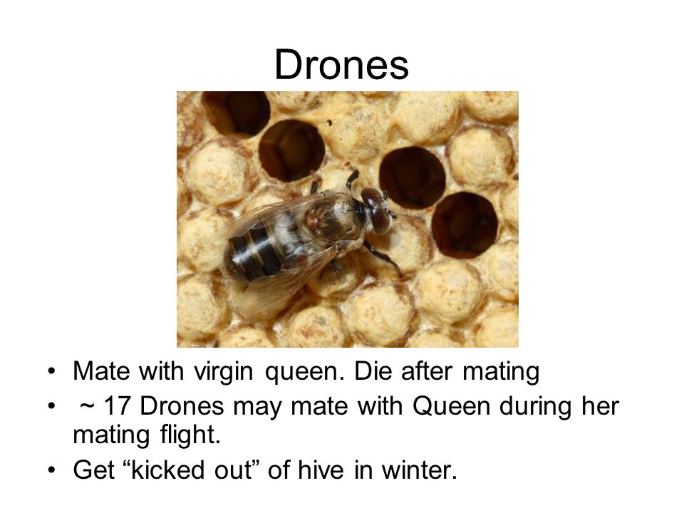 Drones Mate with virgin queen.
