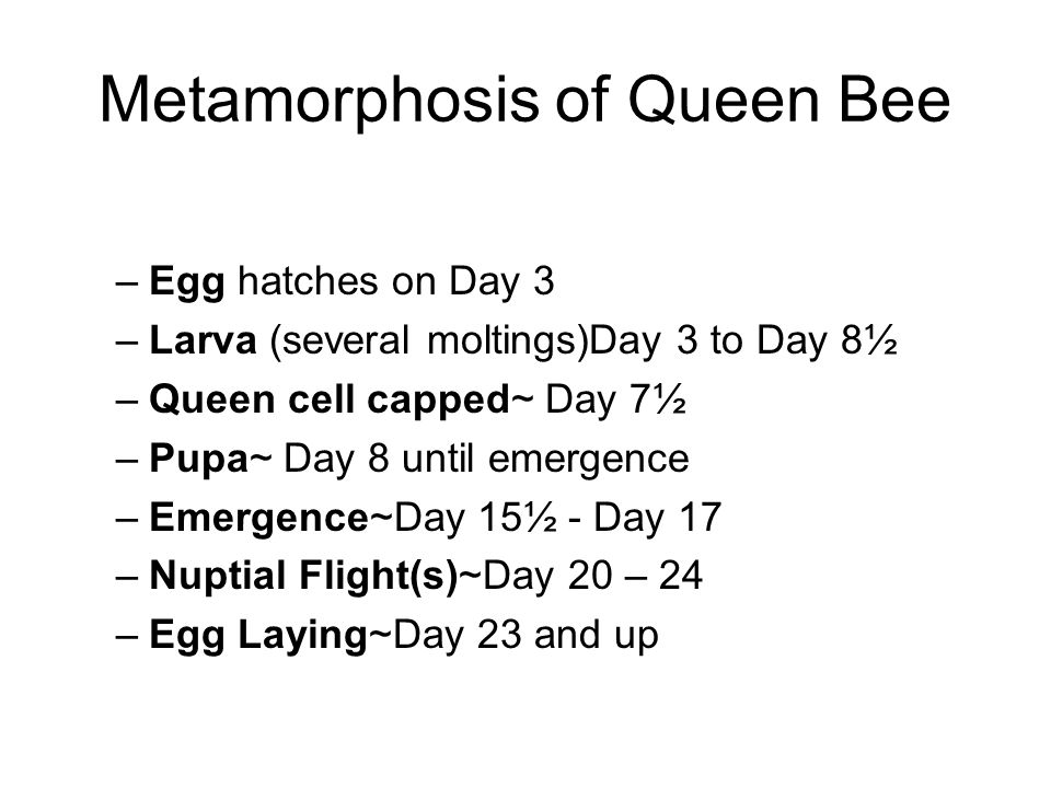 Metamorphosis of Queen Bee –Egg hatches on Day 3 –Larva (several moltings)Day 3 to Day 8½ –Queen cell capped~ Day 7½ –Pupa~ Day 8 until emergence –Emergence~Day 15½ - Day 17 –Nuptial Flight(s)~Day 20 – 24 –Egg Laying~Day 23 and up