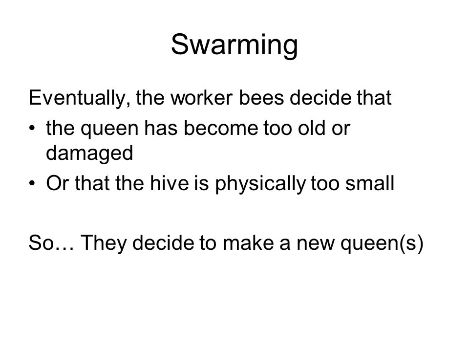 Swarming Eventually, the worker bees decide that the queen has become too old or damaged Or that the hive is physically too small So… They decide to make a new queen(s)