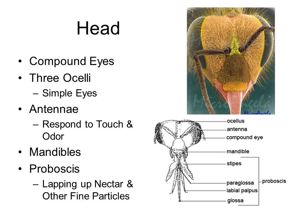 Head Compound Eyes Three Ocelli –Simple Eyes Antennae –Respond to Touch & Odor Mandibles Proboscis –Lapping up Nectar & Other Fine Particles