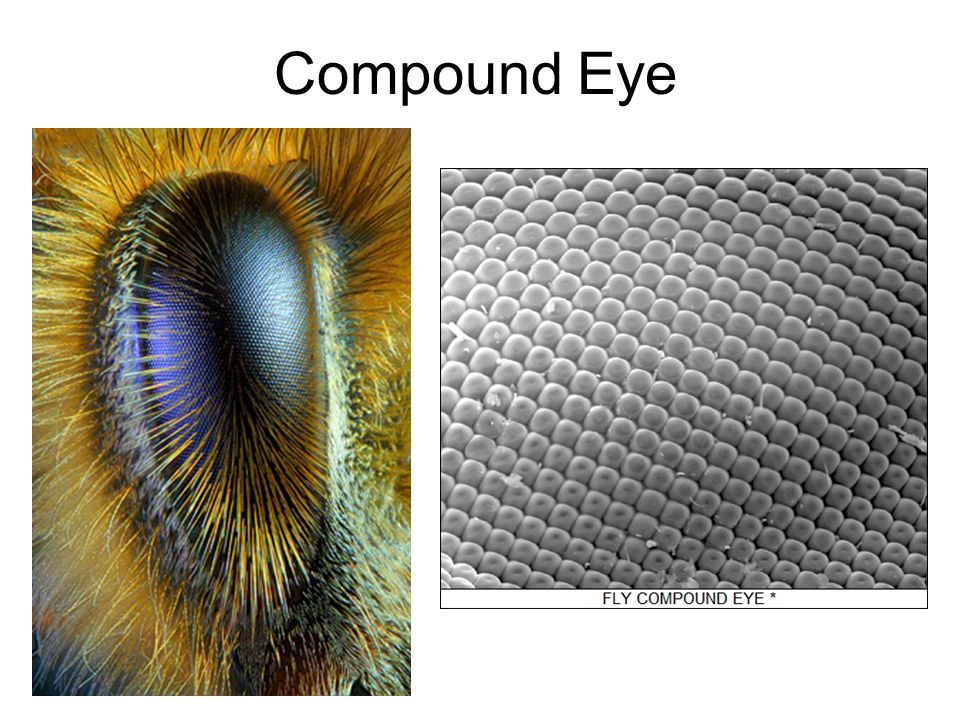 Compound Eye