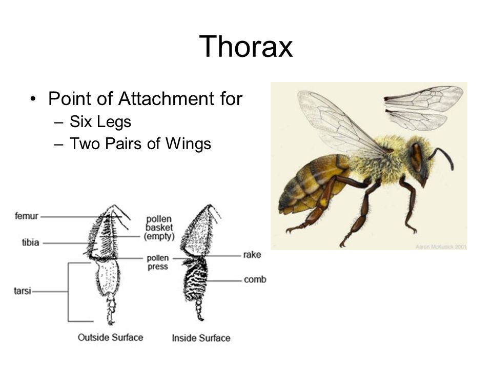 Thorax Point of Attachment for –Six Legs –Two Pairs of Wings