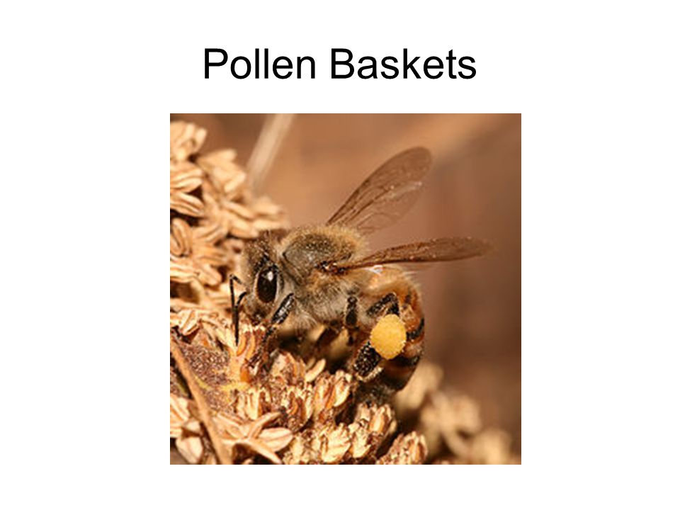 Pollen Baskets