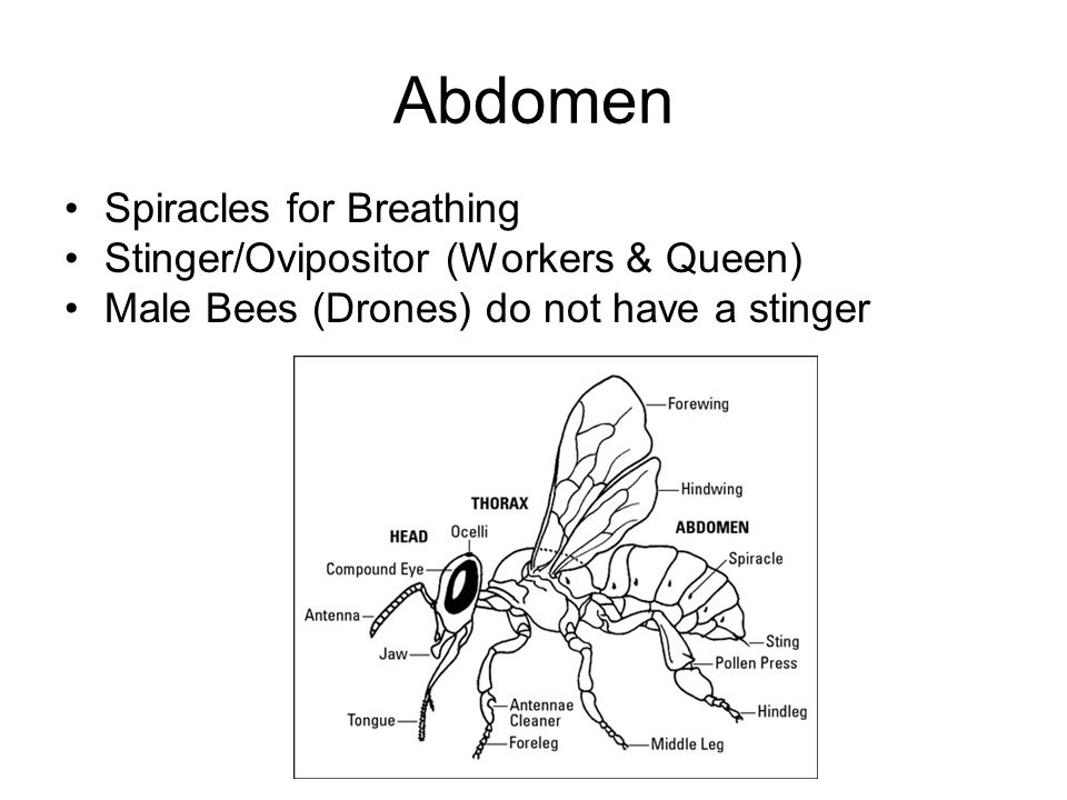 Abdomen Spiracles for Breathing Stinger/Ovipositor (Workers & Queen) Male Bees (Drones) do not have a stinger