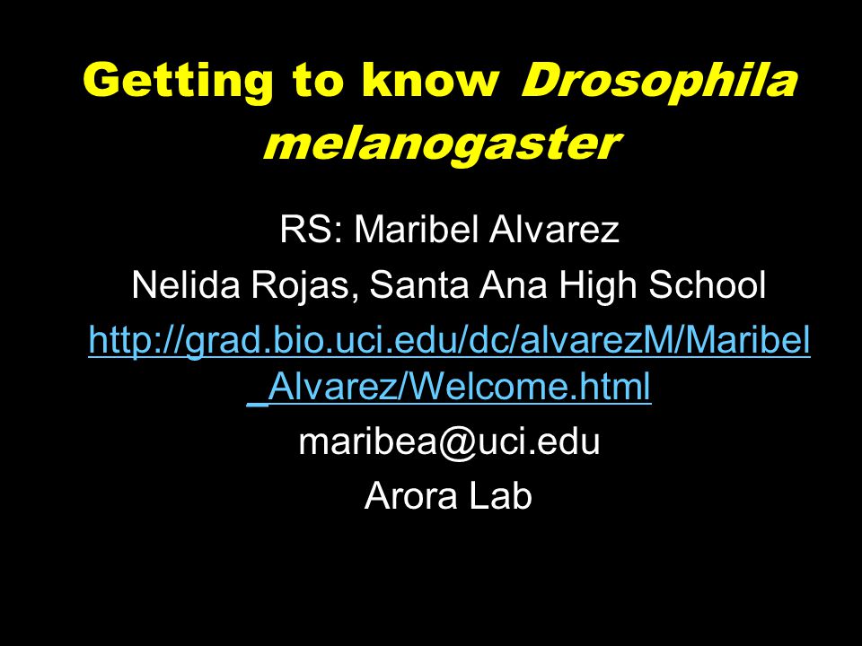 Getting to know Drosophila melanogaster RS: Maribel Alvarez Nelida Rojas, Santa Ana High School   _Alvarez/Welcome.html Arora Lab