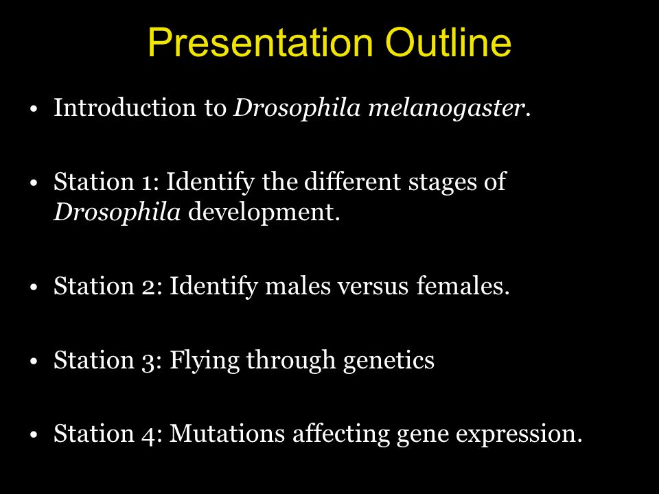 Presentation Outline Introduction to Drosophila melanogaster.