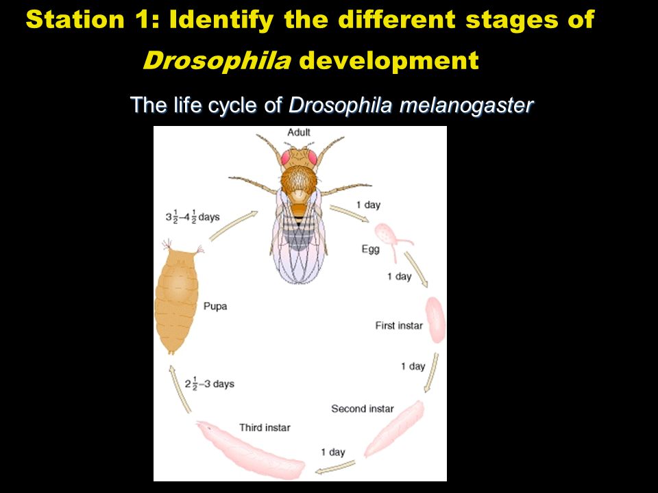 Station 1: Identify the different stages of Drosophila development The life cycle of Drosophila melanogaster