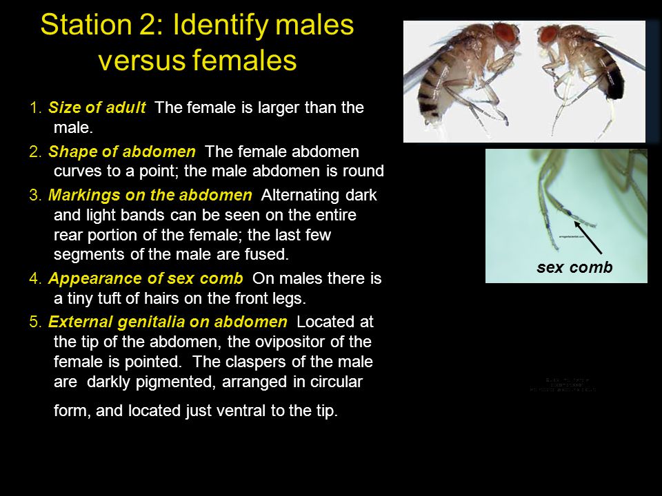 Station 2: Identify males versus females 1. Size of adult The female is larger than the male.