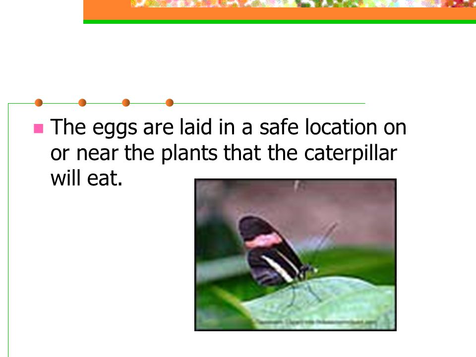 The eggs are laid in a safe location on or near the plants that the caterpillar will eat.