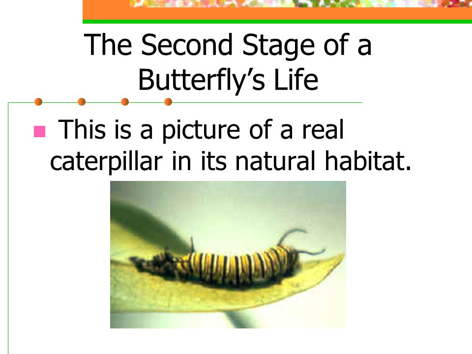 The Second Stage of a Butterfly’s Life This is a picture of a real caterpillar in its natural habitat.