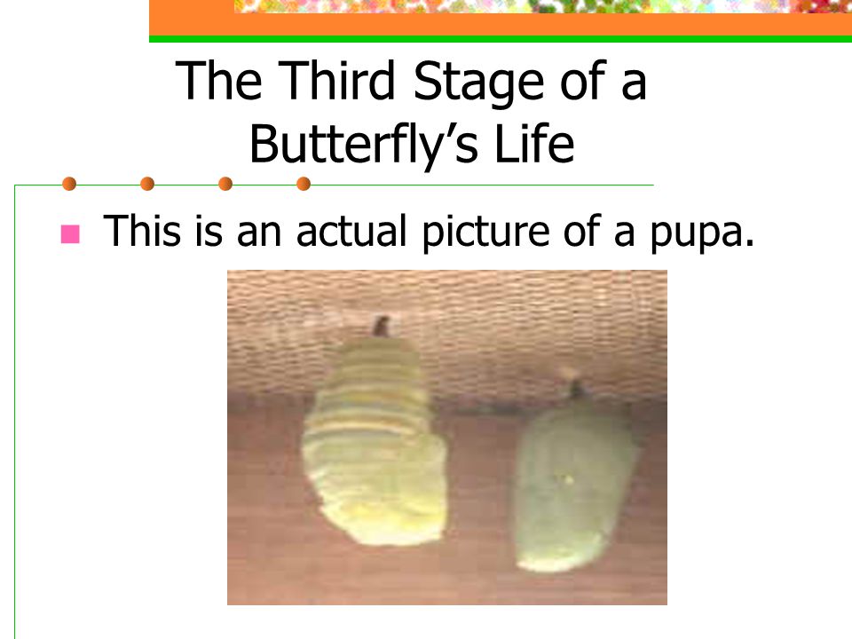 The Third Stage of a Butterfly’s Life This is an actual picture of a pupa.