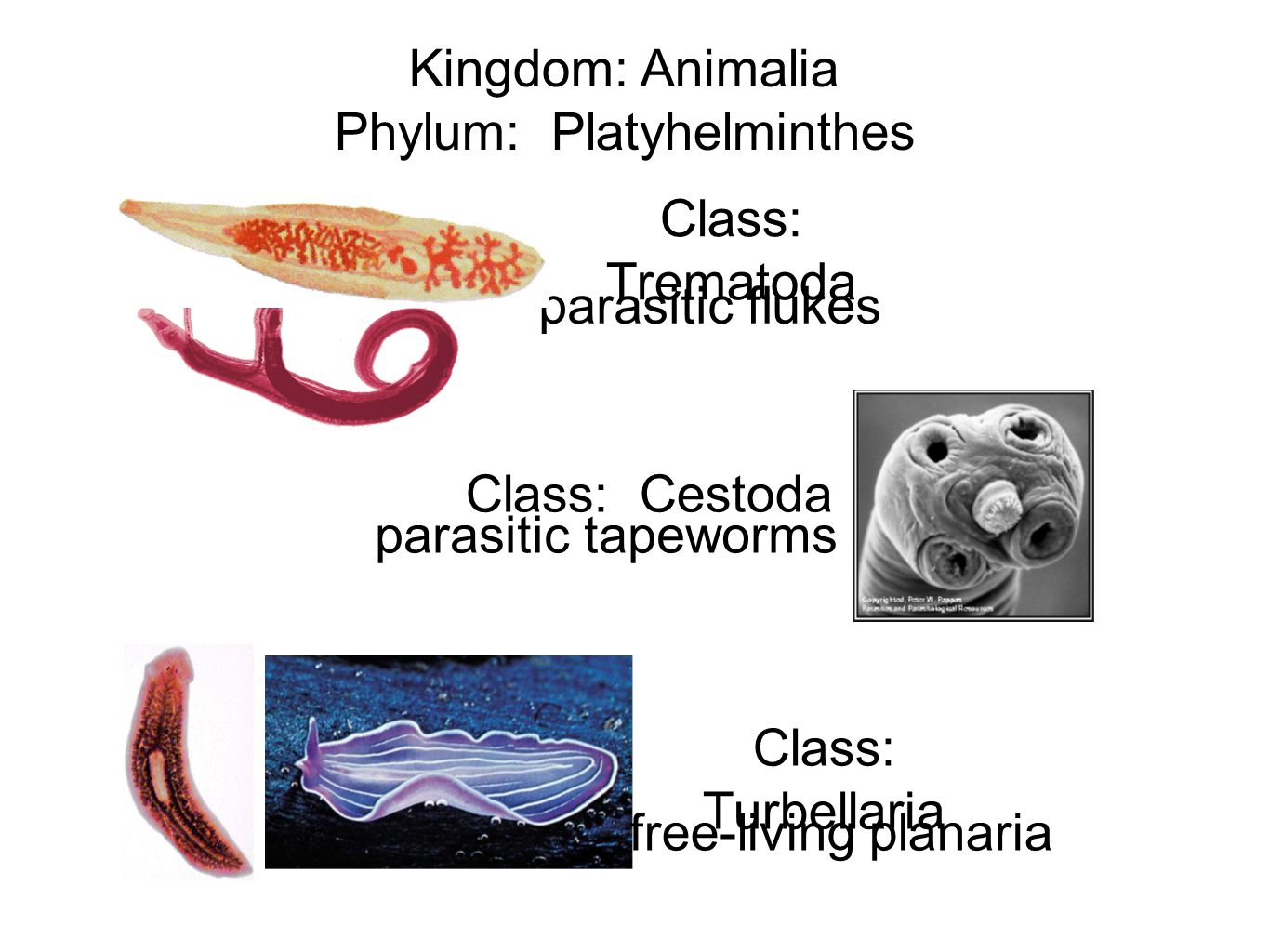 platyhelminthes protostome vagy deuterostome