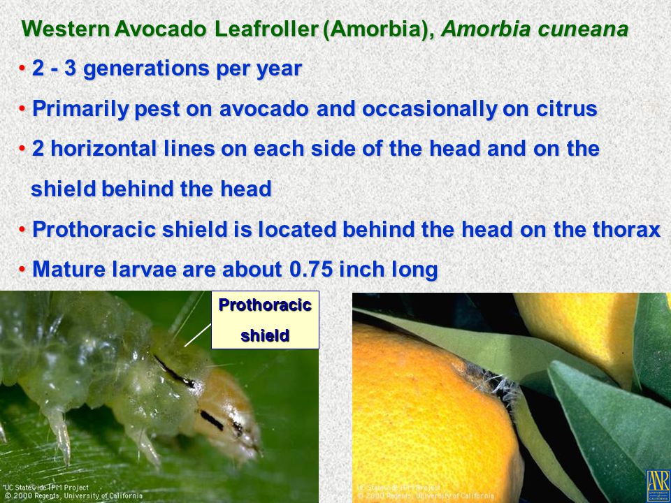 Western Avocado Leafroller (Amorbia), Amorbia cuneana generations per year generations per year Primarily pest on avocado and occasionally on citrus Primarily pest on avocado and occasionally on citrus 2 horizontal lines on each side of the head and on the 2 horizontal lines on each side of the head and on the shield behind the head shield behind the head Prothoracic shield is located behind the head on the thorax Prothoracic shield is located behind the head on the thorax Mature larvae are about 0.75 inch long Mature larvae are about 0.75 inch long Prothoracicshield