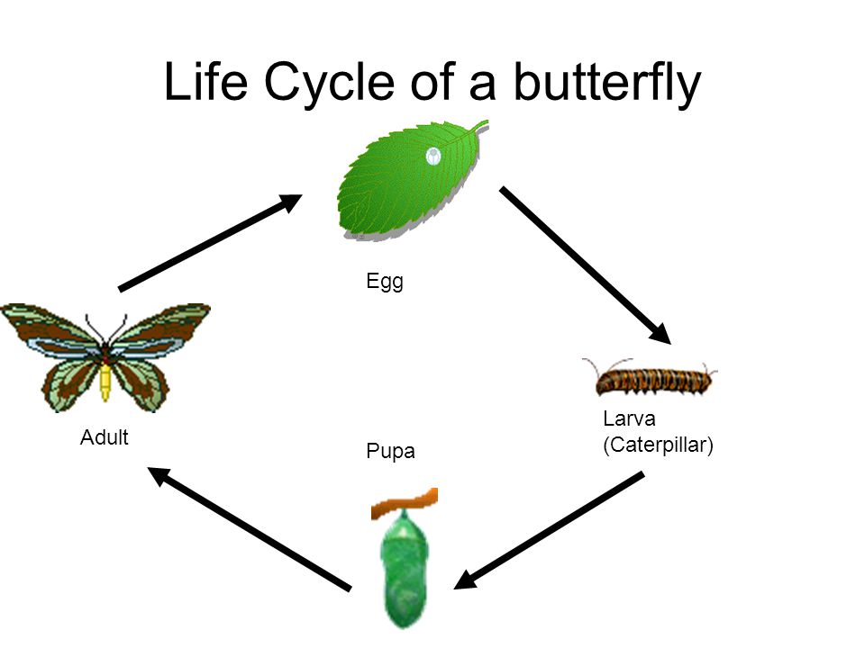 Life Cycle of a butterfly Egg Larva (Caterpillar) Pupa Adult