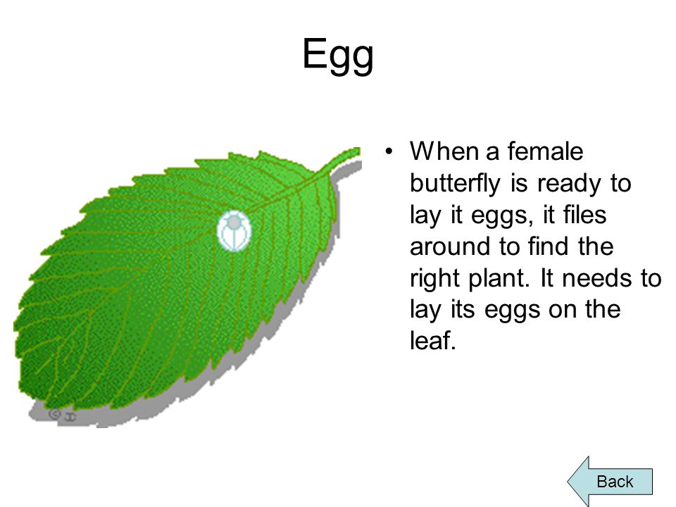 Egg When a female butterfly is ready to lay it eggs, it files around to find the right plant.