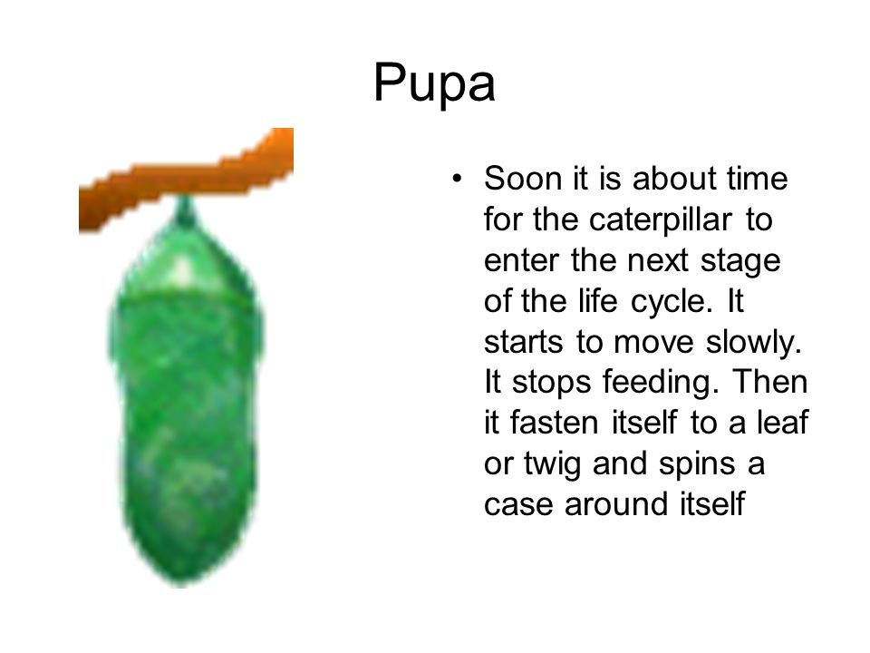 Pupa Soon it is about time for the caterpillar to enter the next stage of the life cycle.