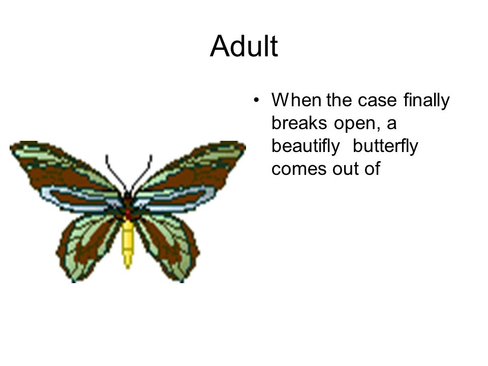 Adult When the case finally breaks open, a beautifly butterfly comes out of