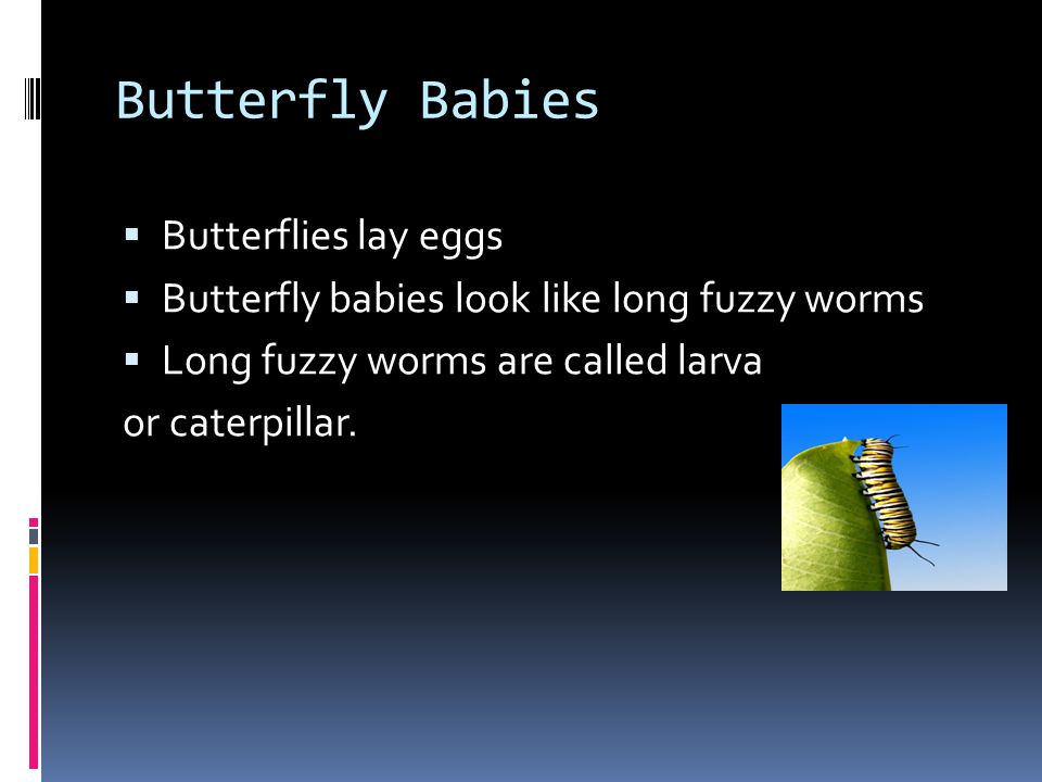 About Butterflies  Have colors that help them hide  Move by flying  Rainbow colors on wings  Live in warm parts of the world  Live in warm sunny gardens