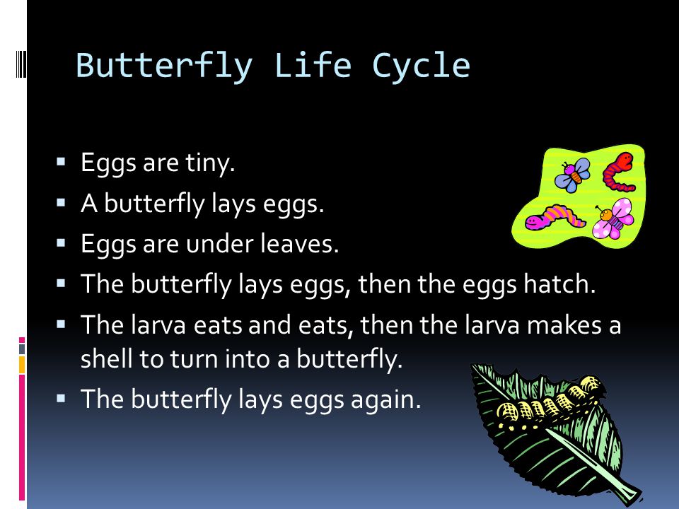 Butterfly Babies  Butterflies lay eggs  Butterfly babies look like long fuzzy worms  Long fuzzy worms are called larva or caterpillar.