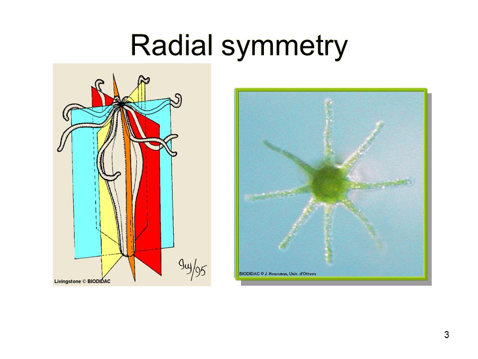 Лучевая симметрия червя. Радиальная симметрия. Радиальная симметрия примеры. Радиальная симметрия тела. Радиальная симметрия в природе.