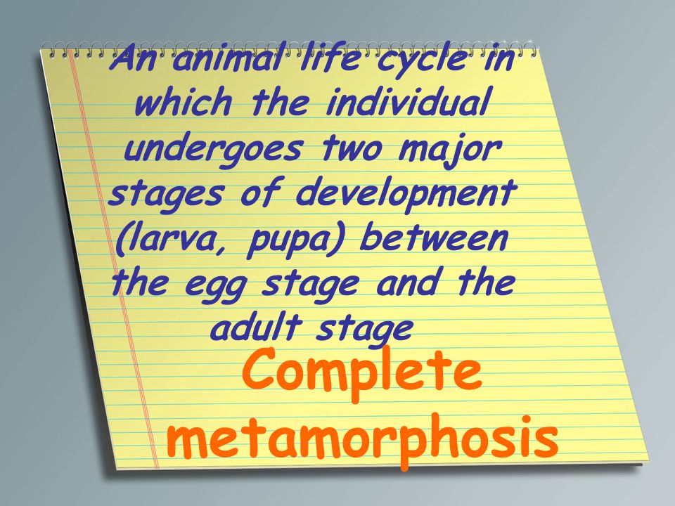 An animal life cycle in which the individual undergoes two major stages of development (larva, pupa) between the egg stage and the adult stage Complete metamorphosis
