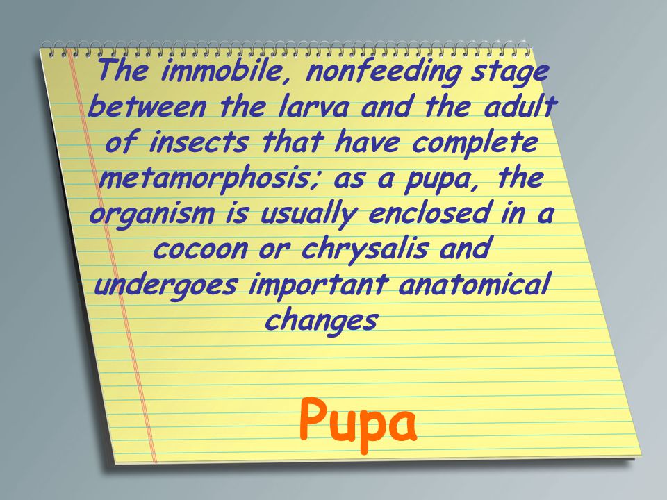 The immobile, nonfeeding stage between the larva and the adult of insects that have complete metamorphosis; as a pupa, the organism is usually enclosed in a cocoon or chrysalis and undergoes important anatomical changes Pupa