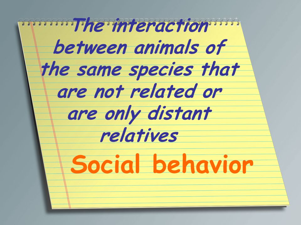 The interaction between animals of the same species that are not related or are only distant relatives Social behavior