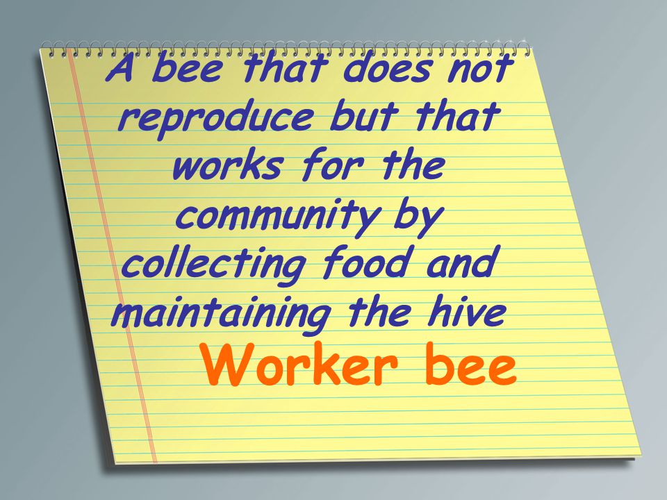A bee that does not reproduce but that works for the community by collecting food and maintaining the hive Worker bee